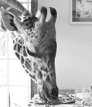 � The Safari Collection