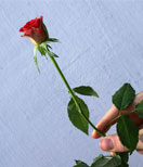 � S. Hofschlaeger  / pixelio.de